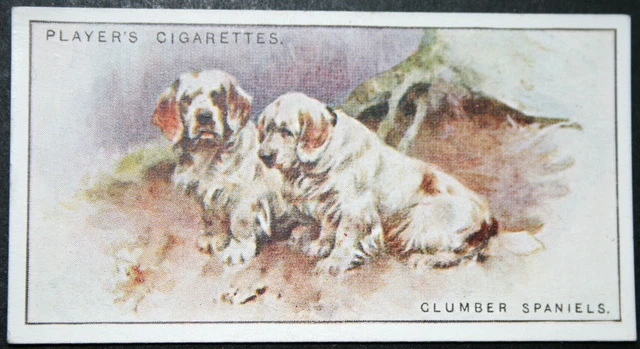 CLUMBER SPANIEL   Vintage 1926  Illustrated Dog Card  BD01M