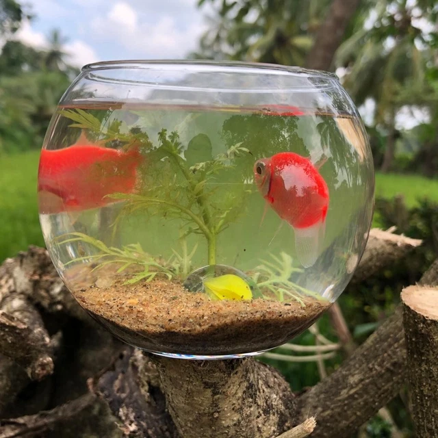 Fish Bowl Glass Ecological Mini Fish Tank Aquarium Pet Fish Pot free shipping