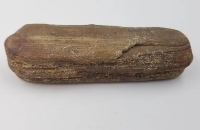 Petrified Wood Fossilized Tree Limb Log Rock Specimen Unknown ?