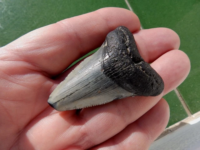 Fosiles " Fabuloso Dte. De Megalodon  De Sur Carolina(Usa)  -  3B23 "