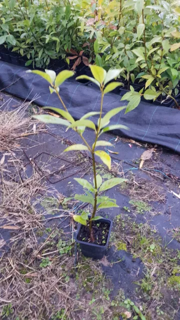 Quercus glauca / Chêne bleu du Japon / Godet / Gland comestible