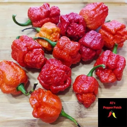 15 Trinidad Moruga Scorpion Chili Pepper Seed Free Shipping