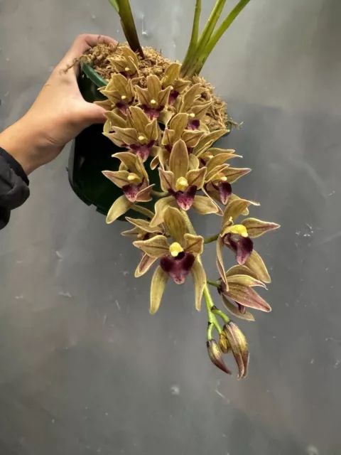 Orchid species Cymbidium devonianum IN FLOWER  XXX EXTREMELY RARE