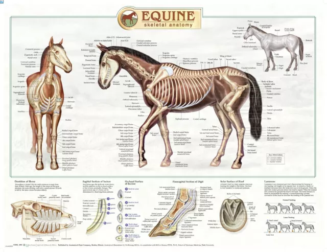 Equine Skeletal Anatomy Wall Chart  #16  LFA #92535 Horse