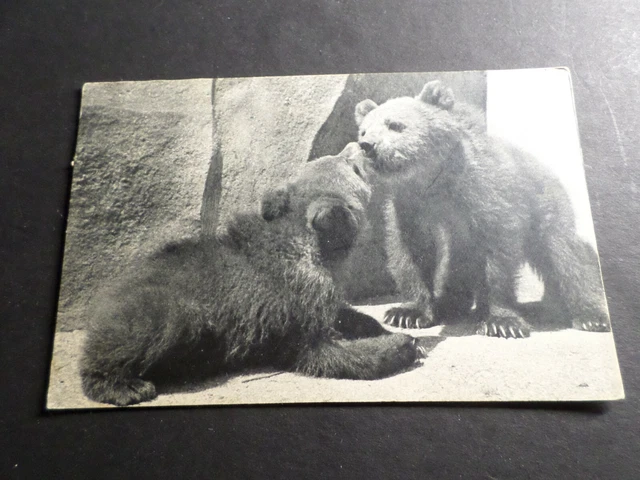 Cp, Ours, Parc Zoologique Bois Vincennes, Vf Postcard, Bar, Bears, Orsi