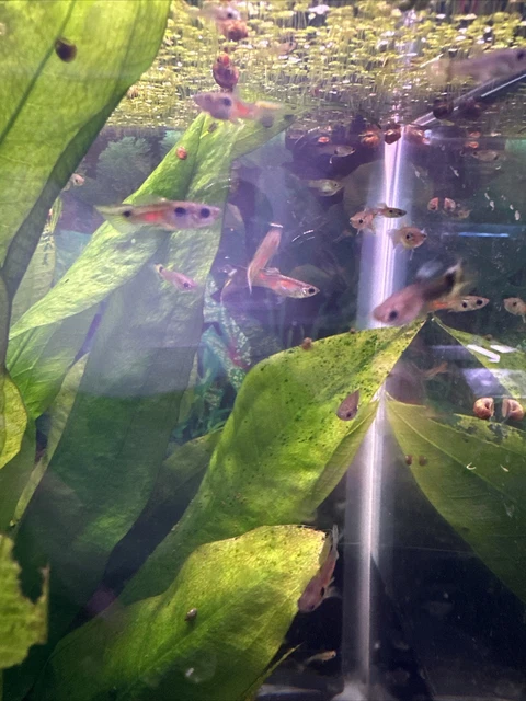endler   guppies  10 packs males/females assorted, cross. dumbo, cobra, tuxedo.