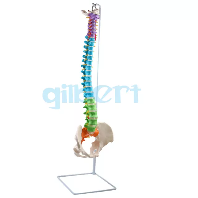 1:1 Life Size Human Anatomical Anatomy Spine Medical Model +Stand Fexible