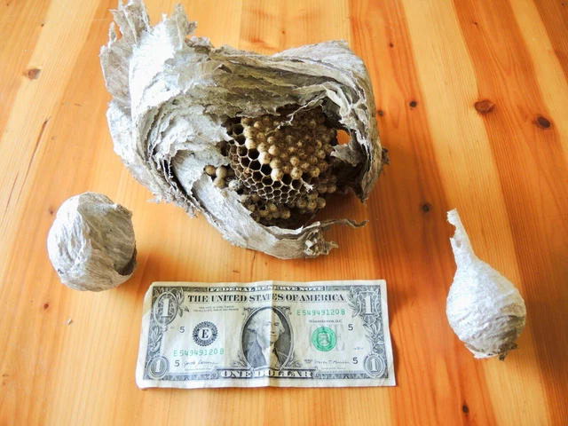 Lot of 3 Baldface Hornet Nests