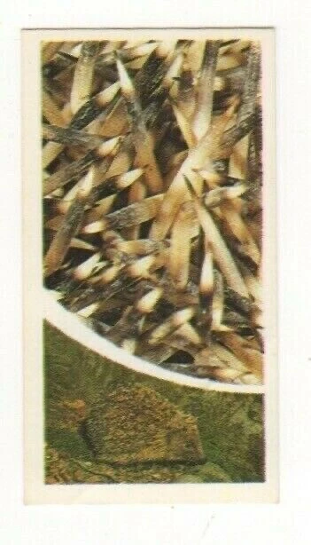 Brooke Bond Microscopic Images 1981 Hedgehog