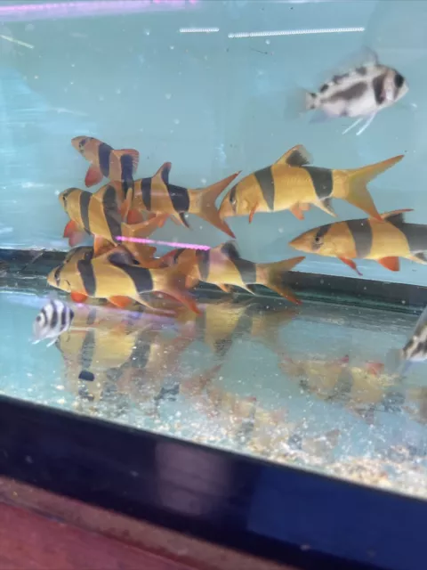 Clown Loach (Chromobotia macracantha) 5 Inch Live Tropical Fish