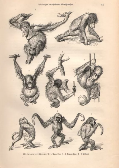 Stellungen von Menschenaffen Orang Utan Pongo  Orang-Utan  Holzstich v.1891