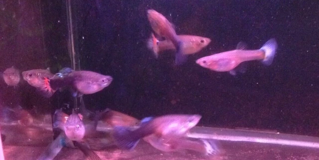 FANCY TAILED GUPPIES x 6 Pregnant Females Only Tiger Guppy Split Metallic Dragon FANCY TAILED GUPPIES x 6 Pregnant Females Only Tiger Guppy Split Metallic Dragon