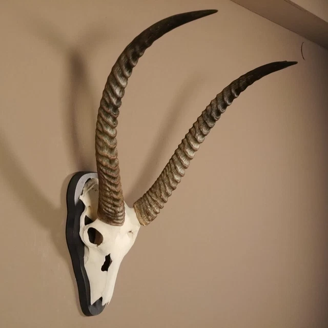 Dessin De Crâne D'antilope Bubale Hl 60,5 CM Afrique Antilope Crâne