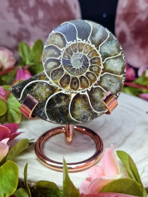 Beautiful Large Ammonite Half fossil Oka Neptune With Display Stand 7.3cm 101g