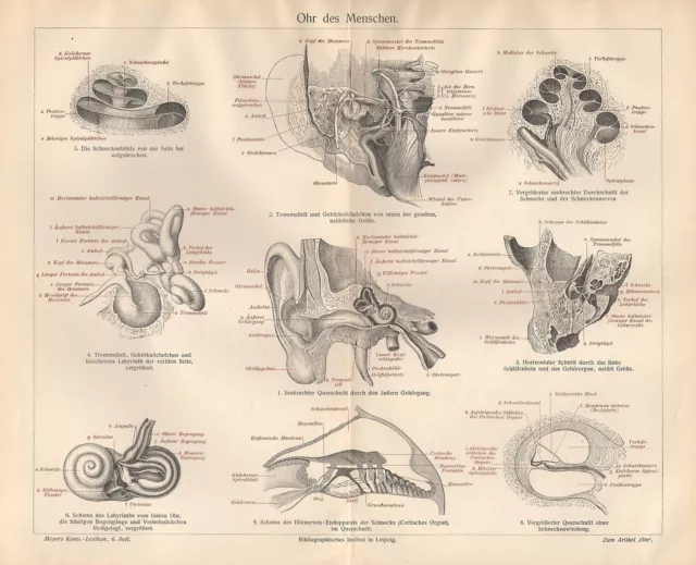 Ohr des Menschen Anatomie Trommelfell Gehörgang Ohrmuschel Hörnerv  Litho 1908