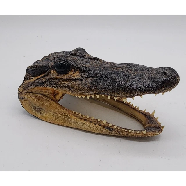 Taxidermy Real Alligator/Crocodile Head 5.5"