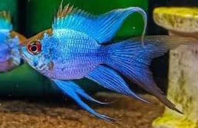 1 Pair - RARE Cichlid Rams - Electric Blue Ram Live Aquarium