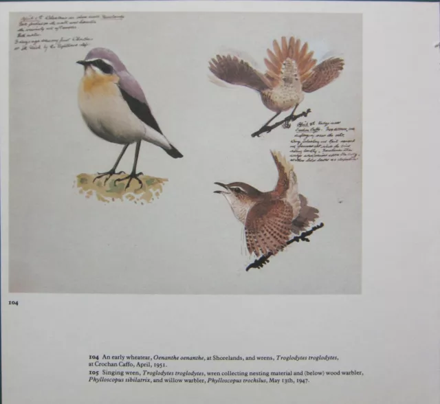 Beau Vintage Oiseau Imprimé~Wheatear & Troglodytes