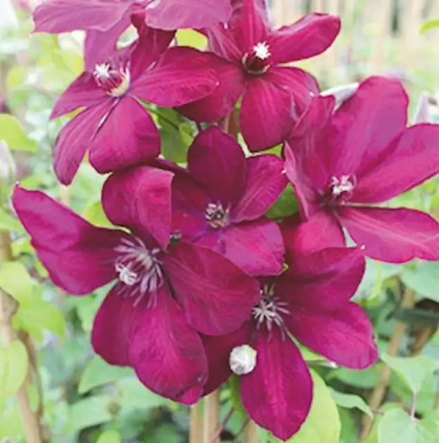 Waldrebe Westerplatte 40-60cm - Clematis