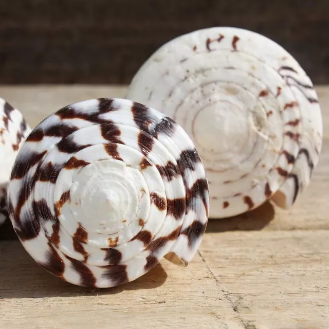 Leopard Cone Seashell | Conus Leopardus Large 8-9cm | Beach Shells 3