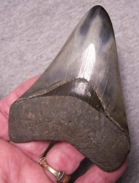 Megalodon Shark Tooth Shark Teeth Jaw Fossil 4" Giant Diamond Polished Color