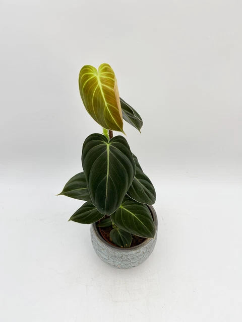 Philodendron Melanochrysum, Rare House Plant, 12cm pot