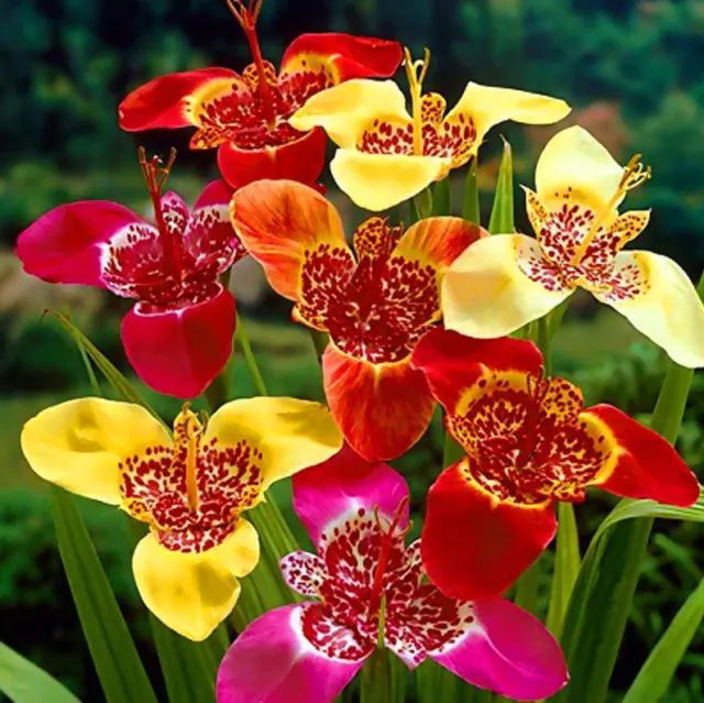 10 Bulbes Tigridia Tiger Mix De Fleurs Jardinage Printemps Bulbes Vivaces