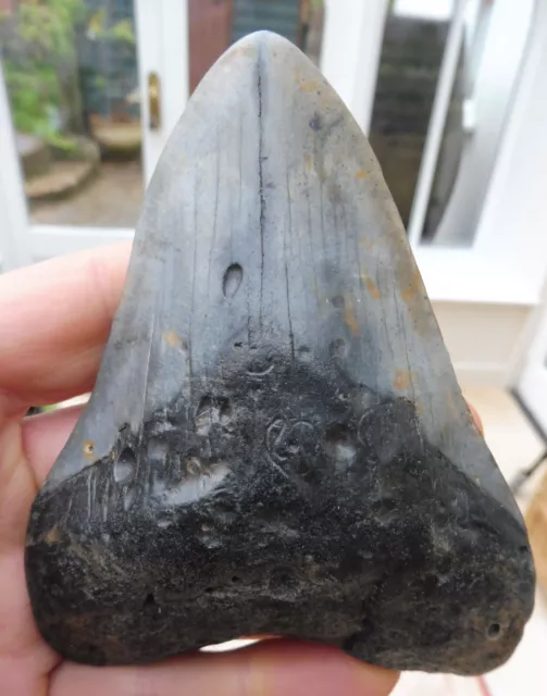 Large Megalodon tooth - 4.397 inches (11.16 cm)