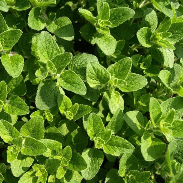 Oregano Seeds | Greek | NON-GMO | Heirloom | Fresh Garden Seeds