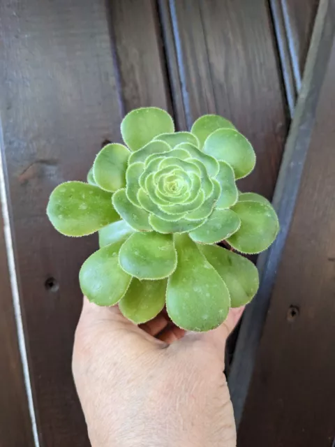 🏜  AEONIUM CANARIENSE pot 5.5cm - succulente - plante grasse 🌵