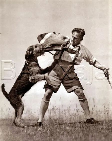 DOG Airedale Terrier Doing Schutzhund Bite, Quality Vintage 1941 Print