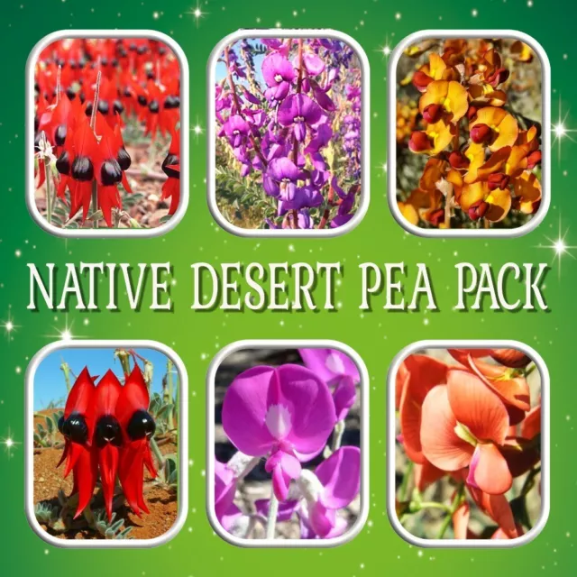 Native Desert Pea Seeds Pack-Ornamental-Pink-Orange-Red-Flower-Garden Shrub