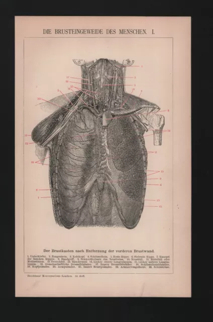 Lithografie 1896, Die Brusteingeweide des Menschen I/II. Medizin