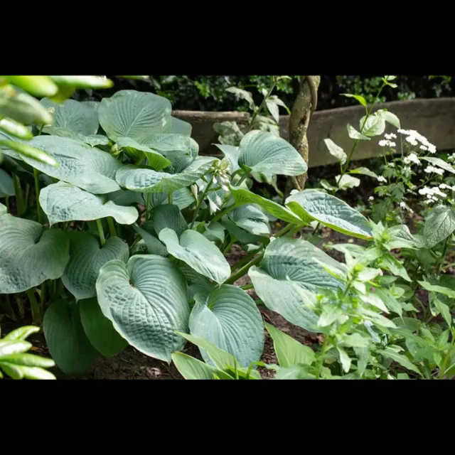 Hosta sieboldiana 'Big Daddy' - Blaugraue Garten-Funkie 'Big Daddy' - 11cm Topf