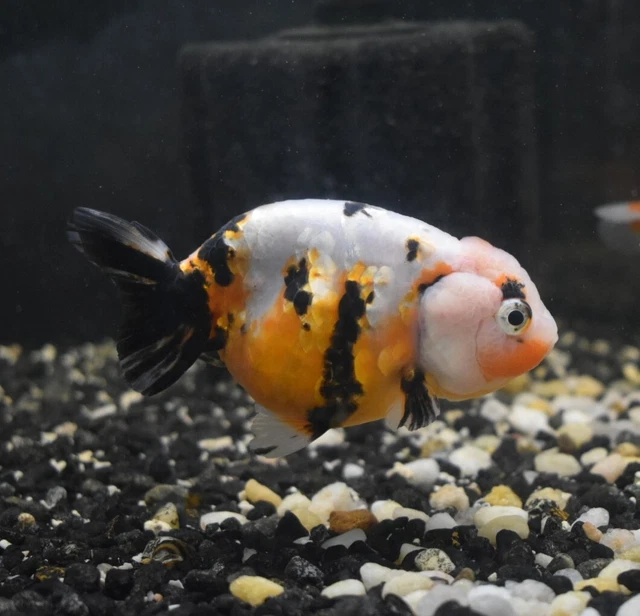 Live Calico Ranchu Fancy Goldfish (4" Freshwater Aquarium Fish) *PLS READ DESCR* 2