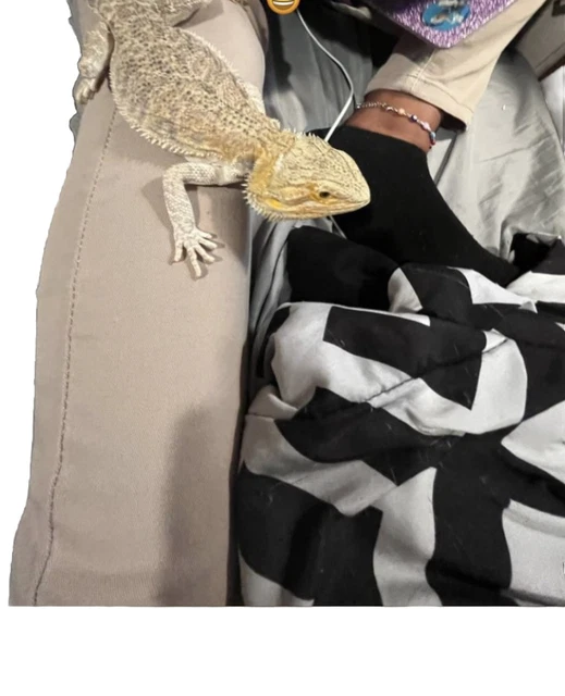 Lizard