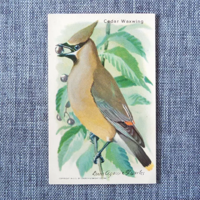 CEDAR WAXWING Arm & Hammer Useful Birds of America Tenth Series #15 Trading Card