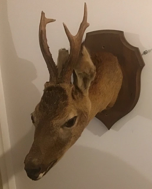 Faisan Empaillé Taxidermie, Bel état, 50 Cm De Haut, Cabinet De Curiosité Ou Trophée De Chasse