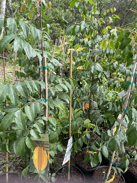 grafted tropical fruit trees Starfruit ( Carambola)