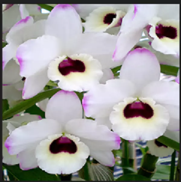 Dendrobium Nobile To My Kids Snow White AM/AOS  ( Flask - 40 plants Minimum)