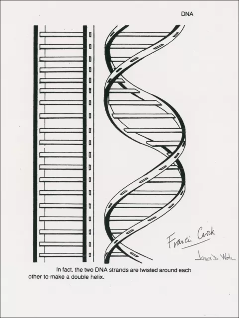 FRANCIS CRICK & JAMES D WATSON Signed Drawing - Nobel Genius Scientists preprint