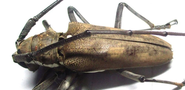 N001 PA : Cerambycidae: Batocera numitor ssp. palawanicola male 47mm***********