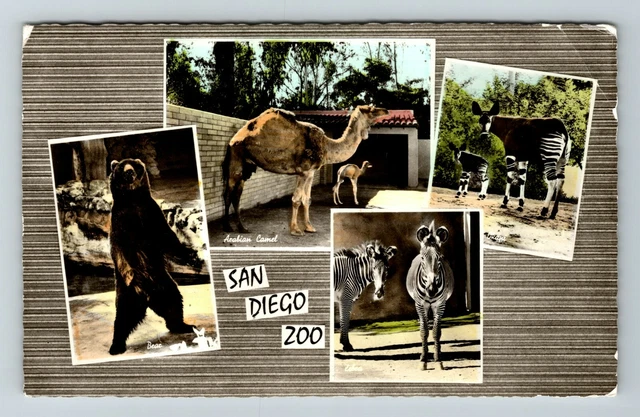 RPPC-San Diego CA-California, Images From Zoo, Bear, Camel, Zebra RPPC Postcard