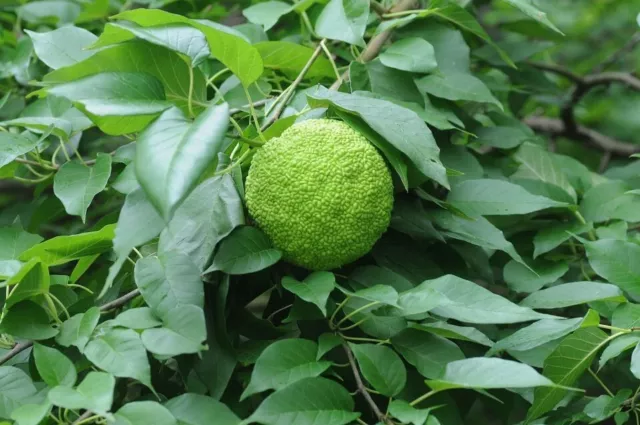 20 Graines Oranger des Osages, Maclura pomifera Tree seeds