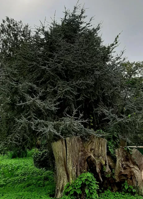 Cedar Lebanon Cedrus Libani Ideal Bonsai 15 Seeds - Seeds