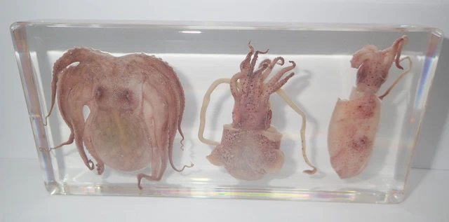 Sea Animal Collection Set Octopus Cuttlefish & Squid Real Specimen Education Aid