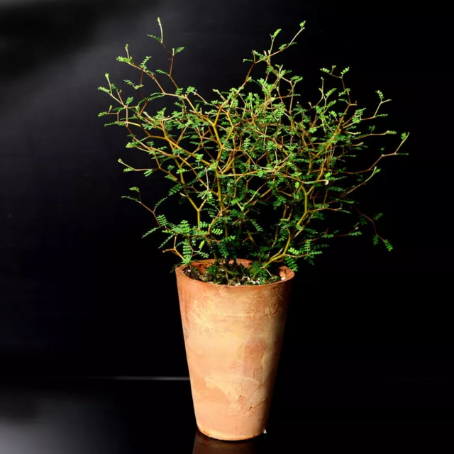 Sophora prostrata - japanischer Schnurbaum - 1A Qualität 3