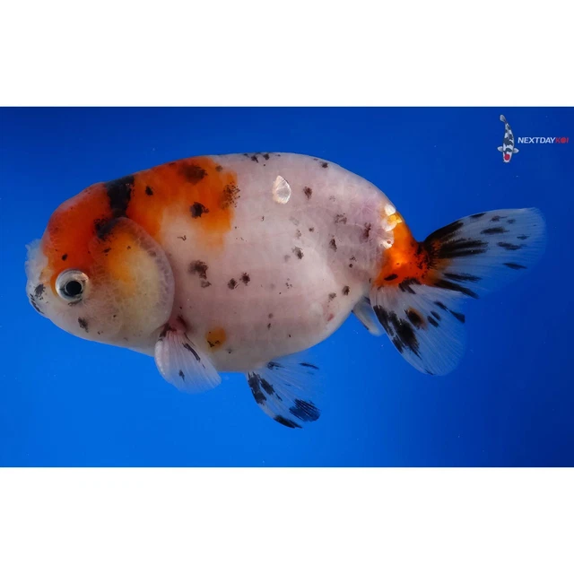 4" CALICO RANCHU Imported live goldfish for koi fish pond nextdaykoi NDK