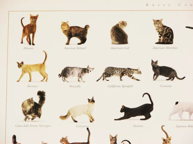 POSTER GATTI DEL MONDO-Royal Canin-CHATS-GATOS-Katzen-ALL CATS OF THE WORLD 2