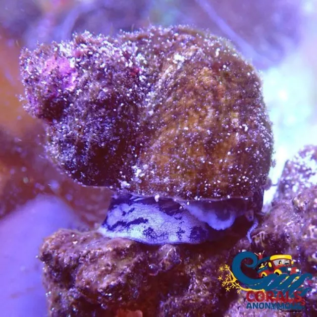 Mexican Turbo Snail (Pack of 3) [Corals Anonymous]